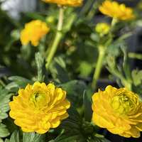 Ranunculus alpestris 'Flore pleno'